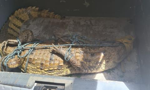 Jacaré de 2 metros é resgatado dentro do campus do Ifap em Macapá; é o 2º animal em 17 dias